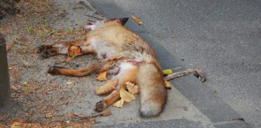 Zdjęcie przedstawia martwe zwierzę leśne